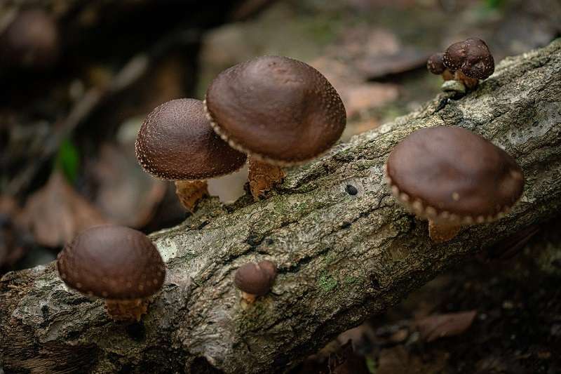 Nutritional Advantages of funghi shiitake