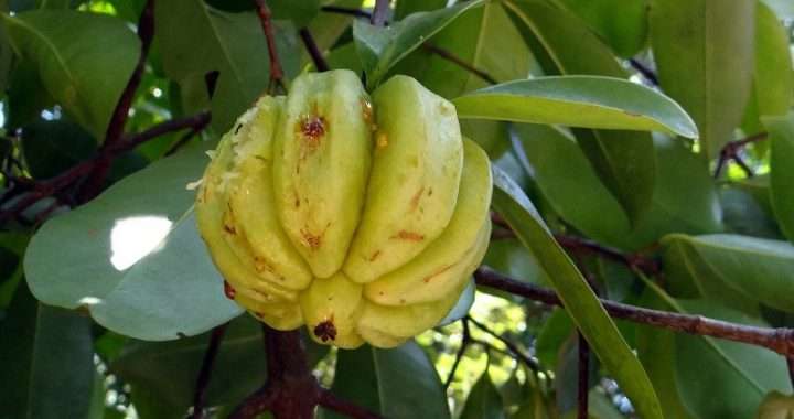 Garcinia Cambogia