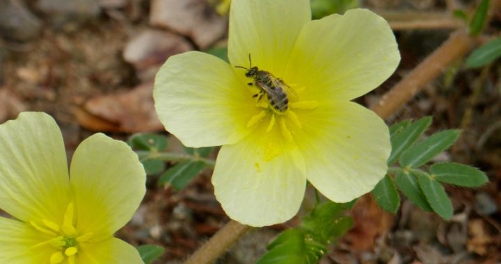 Tribulus terrestris has become better known across the industry of health and wellness