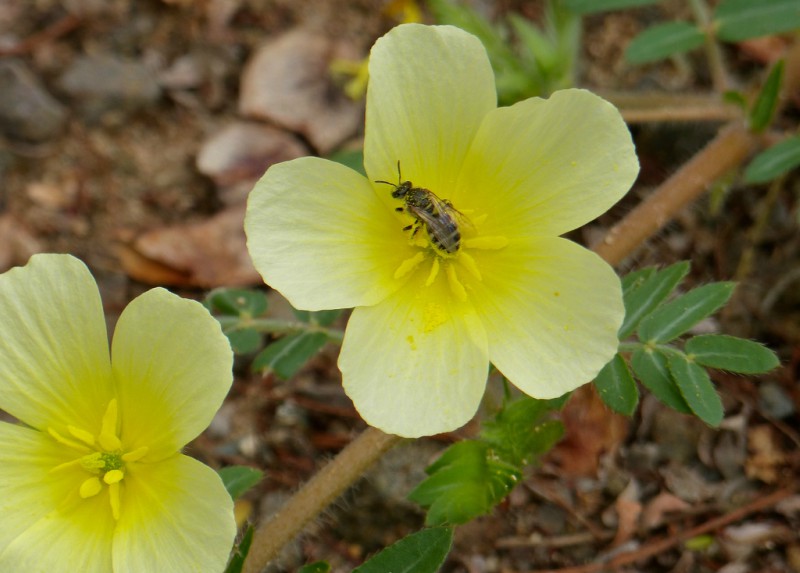 Tribulus terrestris has become better known across the industry of health and wellness