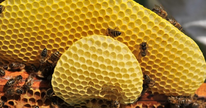 Beeswax