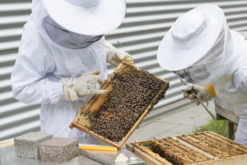 Beekeeping