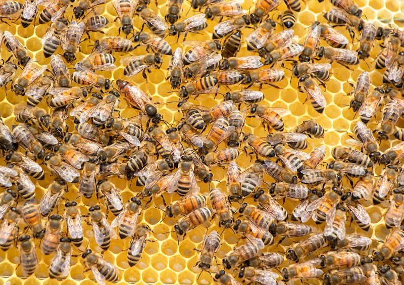 Beekeeping