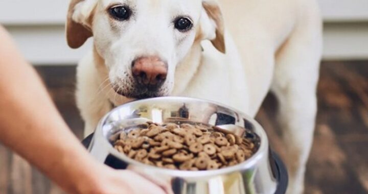 dry dog ​​food