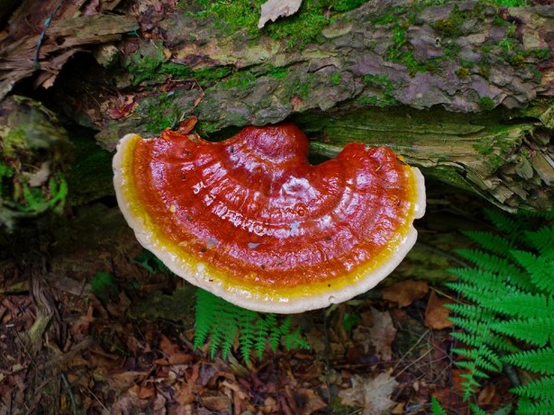 reishi benefits include boosting immune system function