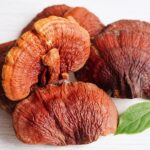 reishi