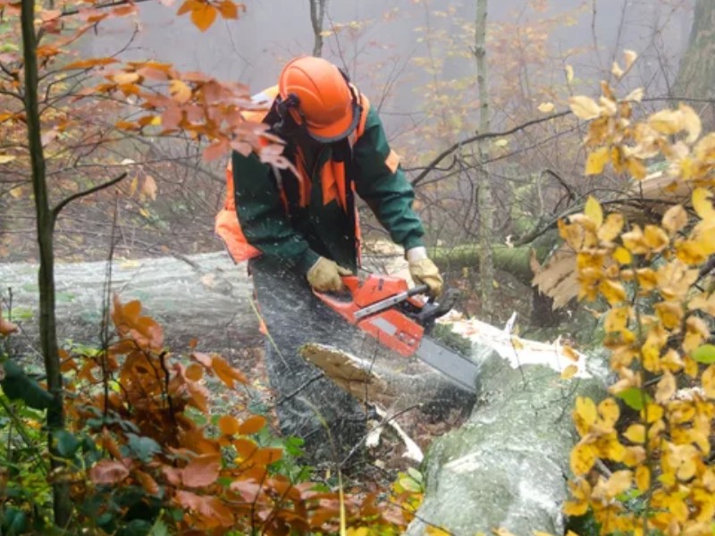 chainsaws for forest work