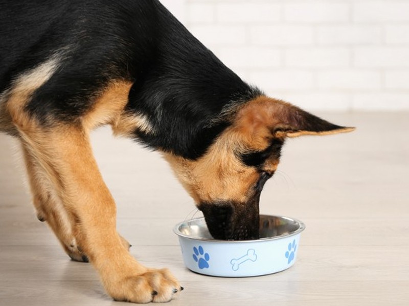 food for dogs of the german shepherd breed