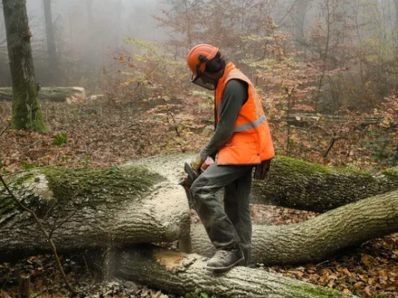 Forestry boots made of materials such as Gore-Tex or waterproof leather