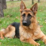 german shepherd