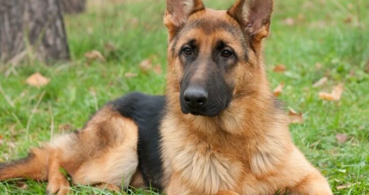 german shepherd