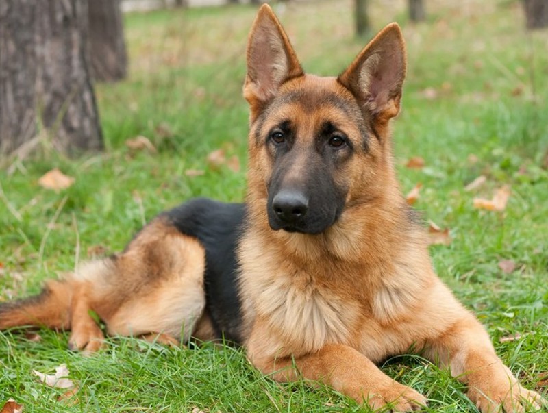 german shepherd