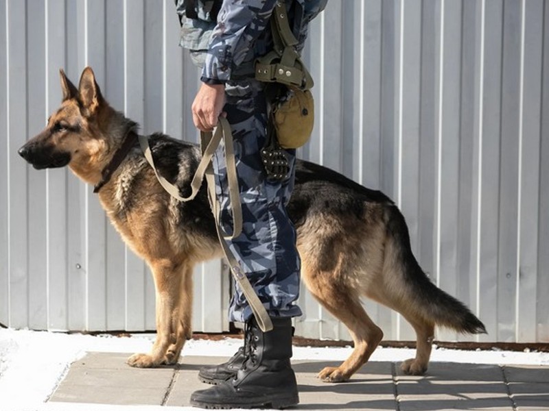 german shepherd for military 