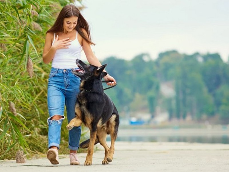 german shepherd is a loyal dog