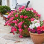 outdoor pots and planters