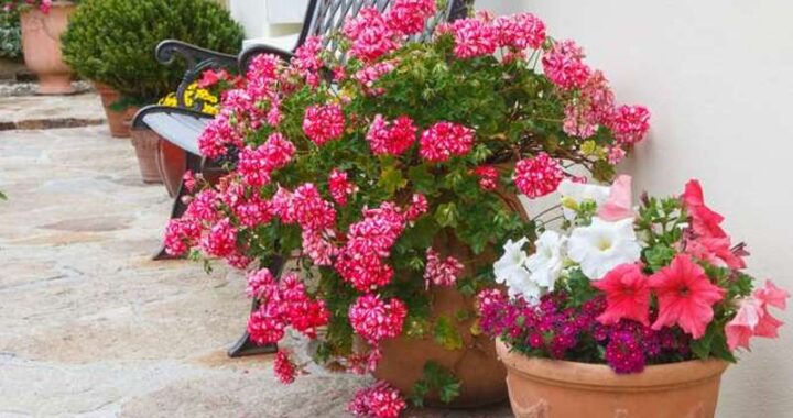 outdoor pots and planters