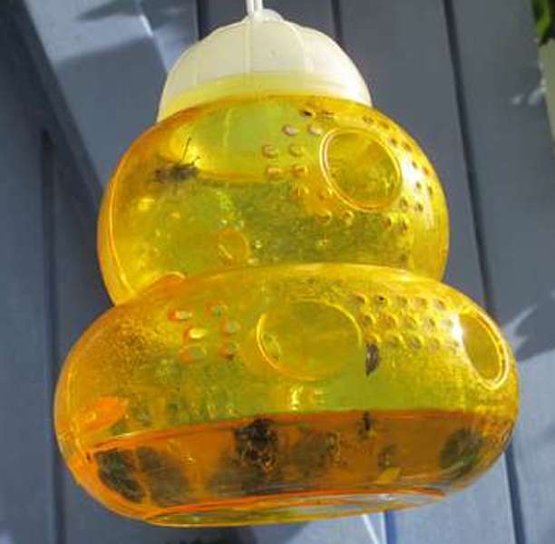 wasp trap to get rid of wasps